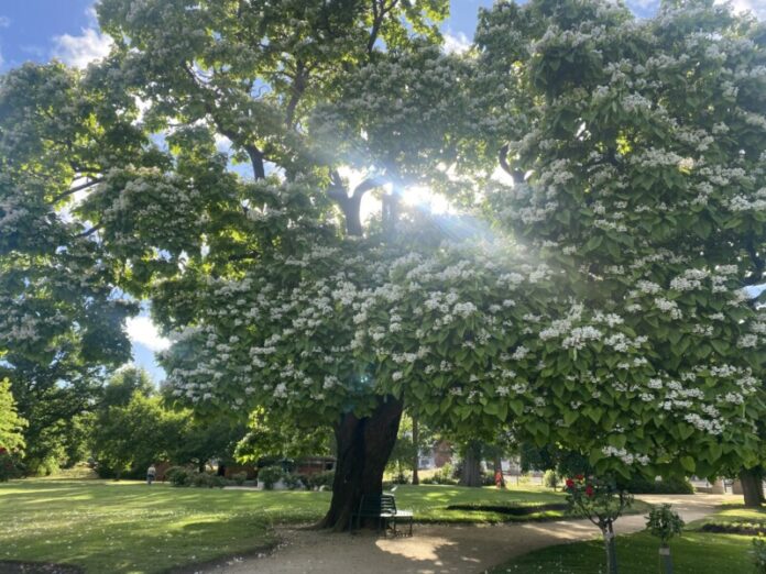 The exceptional Indian Bean Tree in Castlemaine Botanical Gardens is one of two local trees shortlisted.