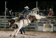 Maldon bronc champ to feature Maldon cowboy and champion Aussie bronc rider Bailey O’Dell will compete against some of the world's best riders tomorrow.