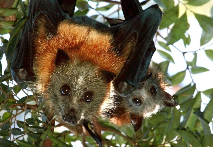 Grey headed flying fox mother and her pup. 'Are you looking at my baby' pic Liz Howell Friends of Bats & Bushcare Inc.